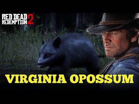 Opossum hunting guide | Red Dead Redemption 2