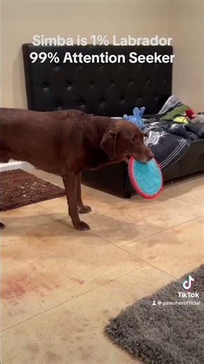 When the toy doesn’t squeak, Simba is the squeaker! #funnyshorts #puppy #squeakee #dogmom #labrador