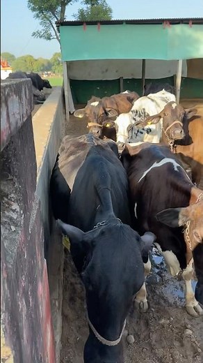 Why Cows Are Sacred in Hinduism (and Why You Should Care)
