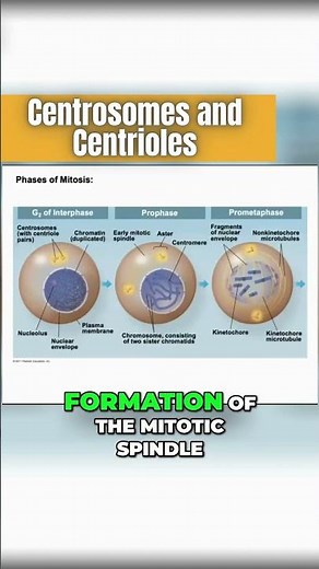 Origin of the Mitotic Spindle: Centrosomes and Centrioles 🍝