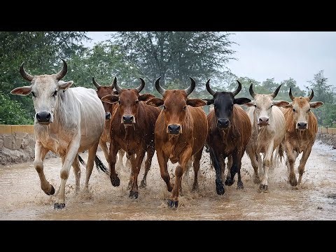 Herding Dozens of Tame Cows in the Very Heavy Rain - Walking Cows - Tame Cows - Funny Cows - Cows 97