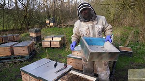 How To Transfer A Nuc Into A Beehive | Black Mountain Honey