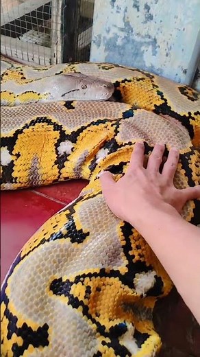 Python muscles.#giantreptile