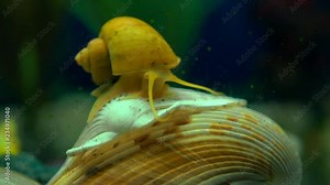 Adult ampularia snail crawling on ocean clam shell in transparent aquarium water. Golden apple snail in aquarium tank filled with stones, wooden branch, artificial seaweed and small colorful fishes.