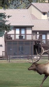 7.3K views · 444 reactions | Bull elk chasing another bull Away during the rut on the golf course in Estes Park Colorado. #bullelk #elk #elkrut #coloradoelkrut #coloradoelk #colorado #estespark #estesparkcolorado #wildlife #wildlifevideos #coloradowildlife #foryou #animals | Colorado Adventures | Facebook