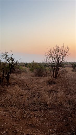 A beautiful cheetah on an afternoon patrol. #Cheetah #southafrica #speed | Moosa’s Wildlife Photography