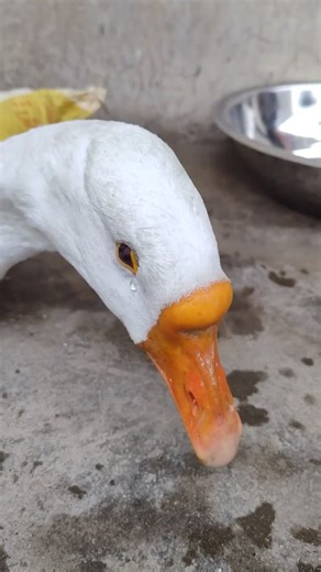 Goose is crying for leaving home #goosetoy #goosegooseduck #crygoose #whitegoose #whitegooseplush #goose