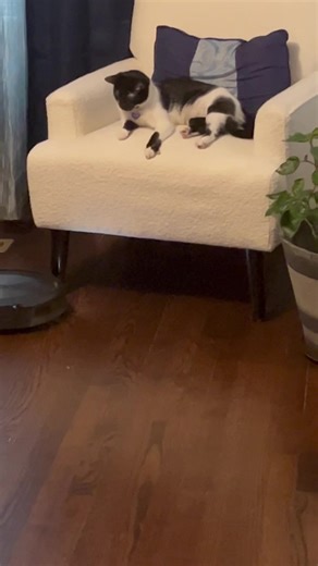 Domo arigato Mr. Roboto #penguin #cat #rescuecat #cats #catsoftiktok