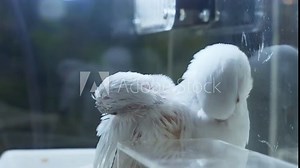 Two young white cockatoo fledglings are preening themselves inside a cage in a zoo in Bangkok, Thailand.