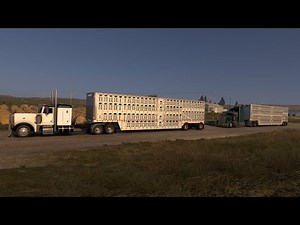ATS Hauling cattle on convoy Peterbilt379 n14 cummins