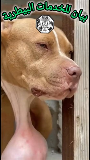 💢خُرّاج مُعلّق في رقبة الكلب الخُرّاج المُعلّق هو تجمُّع للصديد تحت الجلد، وغالباً ما ينتج عن عُضَّة، خدش، أو دخول جسم غريب. وهو عدوى بكتيرية خطيرة تتطلَّب تدخلاً بيطرياً فورياً. 🚨 الأعراض التي قد تلاحظها: · انتفاخ كروي أو مستدير تحت الجلد. · تورُّم واحمرار في المنطقة. · ألم شديد عند اللمس. · شعور دافئ أو ساخن عند لمس الانتفاخ. · خمول الكلب، فقدان الشهية، أو حمى. · في مراحل متقدمة، قد يفتح الخراج تلقائياً ويُفرز سائلاً دموياً أو صديداً. 📞بيان للخدمات البيطرية 🩺 📍 حماة - شارع الأميرية 📱 099