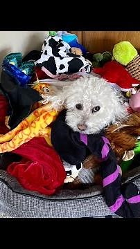 Hide & Seek w/ my Dog!