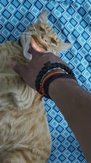 Dangerous Angry Cat Attack! | WildPersonaYT #wildpersona #shorts