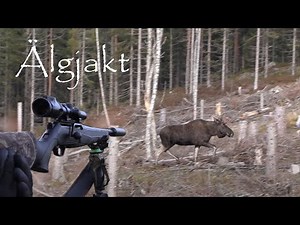 Älgjakt - Jakt på älg med hund - Moose Hunting in Sweden.