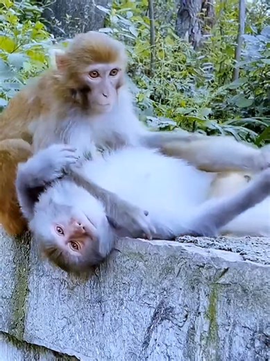 Funny Monkey Moments That Will Make You Laugh