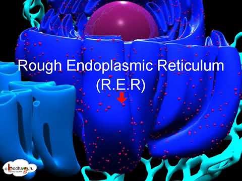 Cell organelles – Structure and function of endoplasmic reticulum – in English