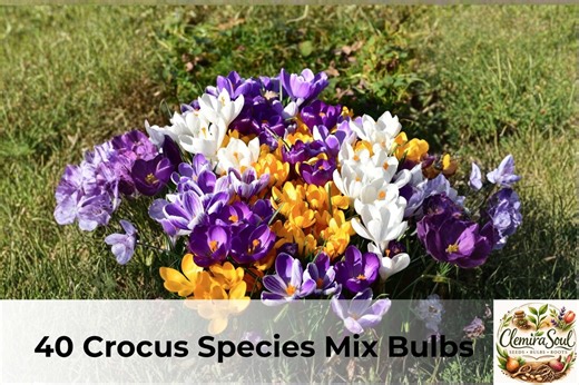40 Crocus Species Mix Bulbs | Purple, White, Yellow Spring Flowers (fall Planting) - Etsy