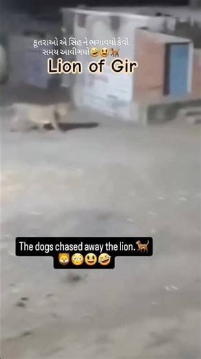 The dogs of chased away the lion | #gir #asiaticlion #animals #lion #dogs #shorts #short #shortsfeed