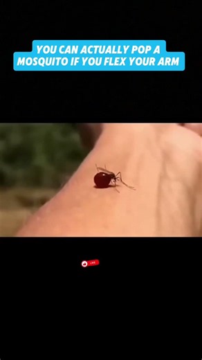 Flexing can pop the Mosquito 😆