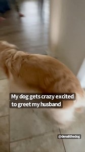 2.8K views · 129 reactions | Very excited dog when seeing husband #dogsofinstaworld #petsofinstagram #goldenretriever #dogsofinstagram #dogsterdogs #welovedogs #dogs #dog #happy #husband | Denali The Dog | Facebook