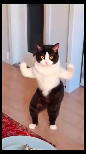 Cat's Cool Step Dance ⁉️🤣😱😂 #funny #family #cute