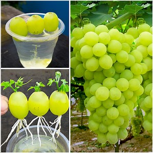 138K views · 1.2K reactions | How to grow grape tree from grape fruit | Grape propagation | Dian Creative | Facebook