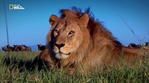 Nat Geo Wild: Тайны дикой природы. Серия 1. На просторах (1080р)