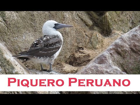 Piquero peruano: Un habitante marítimo frente a la costa del Pacífico sur