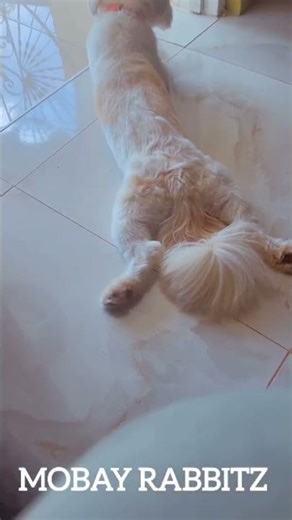 Pomeranian and Shih Tzu Mix #pomeranian #shihtzu