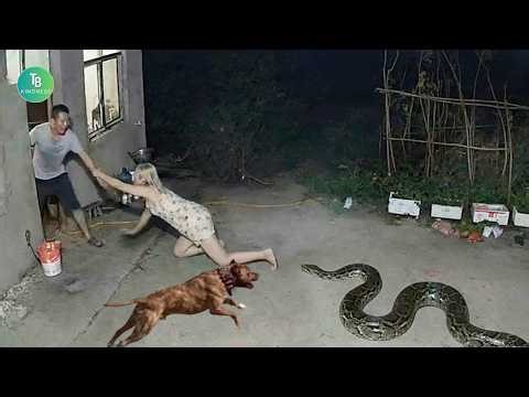 50 Hero Animals That Saved Human Lives| Animals That Asked People for Help! Best moment of 2026! #20