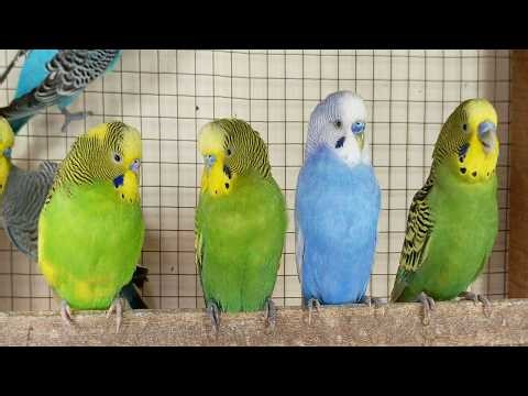 12 Hour Bird Watching of Parakeet Budgies Birds, Observe Nature Birds, Reduce Stress