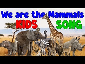 We are the Mammals | Kids Song