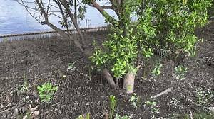 Mangrove Tree Roots Growing River Coast Stock Footage Video (100% Royalty-free) 1108636641 | Shutterstock