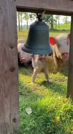 Monkey Tricks Pigs 9😅😅