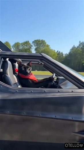 Batmobile? No, Othello. And it passes with a meow 🎬😼💨 #blackcat