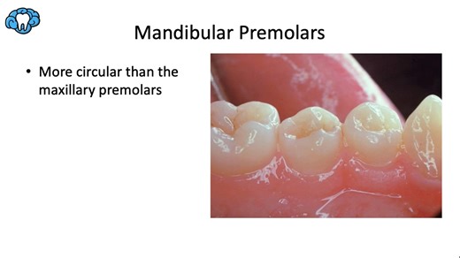 10Dental Anatomy｜Mandibular First Premolar下颌第一前磨牙