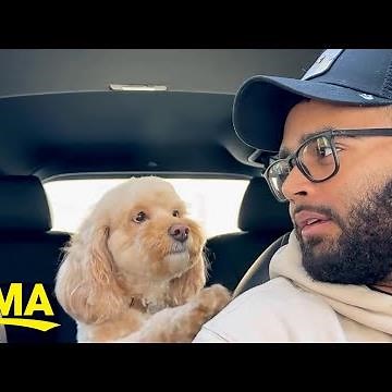 Watch this dog that can solve math problems with her paw