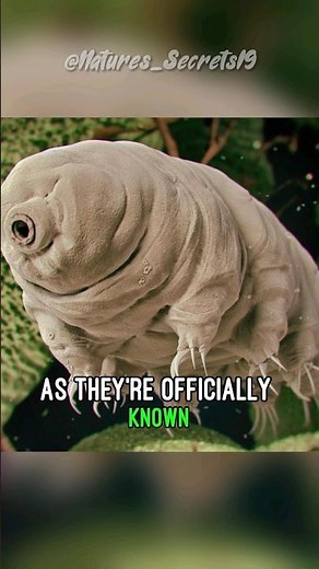 Why is a The Water Bear (Tardigrades) the toughest animal?