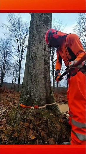 Cutting Down a Large Tree with a Highly Controlled and Clean Felling Technique#treework #outdoorjobs