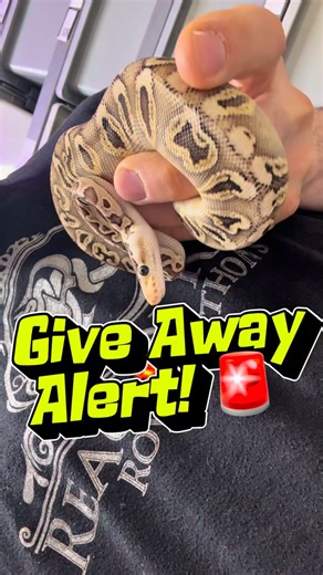 Reagan Renee Royal Pythons on Instagram: "💰 Like - share - MENTION A FRIEND! @@@ Then come check out the live auction on MorphMarket Sunday 2.22 (tomorrow) The top link in my bio will take you to the event page where you can turn on notifications so you don’t miss it! #ballpython #ballpythonsofinstagram #ballpythonbreeding #ballpythons #snake"