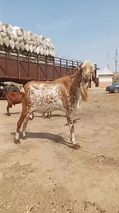 Solid Goat for Sale! 🐐💪I have a strong, healthy goat available for sale, perfect for breeding or meat production. This is a great choice for farmers looking to enhance their livestock quality!📞 Call/WhatsApp: 08119804975#GoatForSale #SolidGoat #LivestockFarming #AATIntegratedFarm #GhanaLivestockGroup #GoatFarming #QualityLivestock #SustainableAgriculture #FarmingBusiness #FarmersNetwork #LivestockMarket #AnimalHusbandry | Aat Integrated Farm