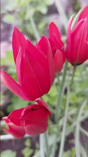 Botanical Tulips Flowering in My Garden 🌷❤️