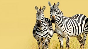 Neues iX-Developer-Sonderheft "Modernes C  " erhältlich