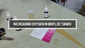 1.3K views · 3 comments | Hello Everyone! Here's a quick video on how do we quickly enhance the amount of oxygen available in the biofloc culture! Oxygen is require for the shrimp in order for them to grow quickly with low mortality! PS: We conduct monthly courses for those interested in aquaculture! Fore more info, drop us a PM with your email, full name and mobile number! | RAS Aquaculture | Facebook