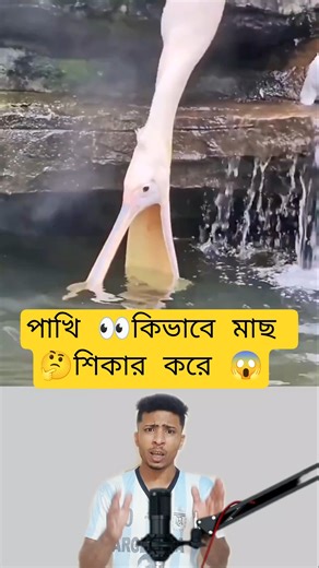 Birds' Fish Hunting Techniques