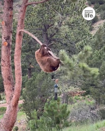 Never underestimate what a bear will do for a snack! 🐻 | Lessons Learned In Life