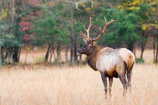 Wildlife Conservation