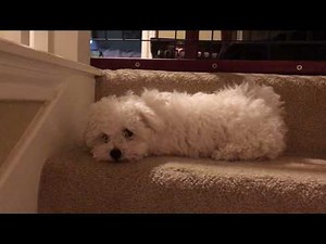 Cutest Bichon Frise Puppy In The World Barking