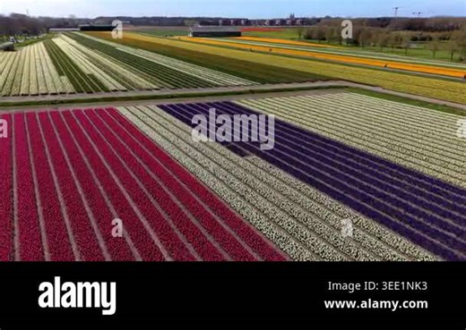 Aerial drone view of colorful blooming hyacinth and tulip fields in the Netherlands. Beautiful geometric rows of pink, white, and purple flowers in a Dutch spring landscape under a blue sky Stock Video Footage - Alamy