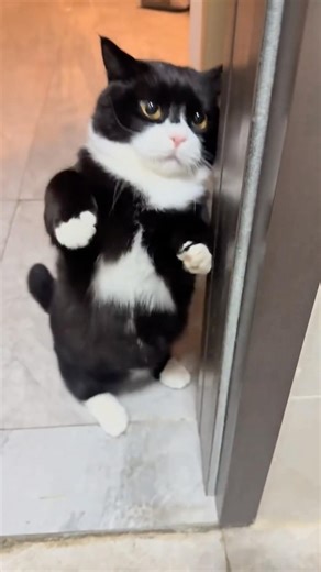 Cat starts boxing back